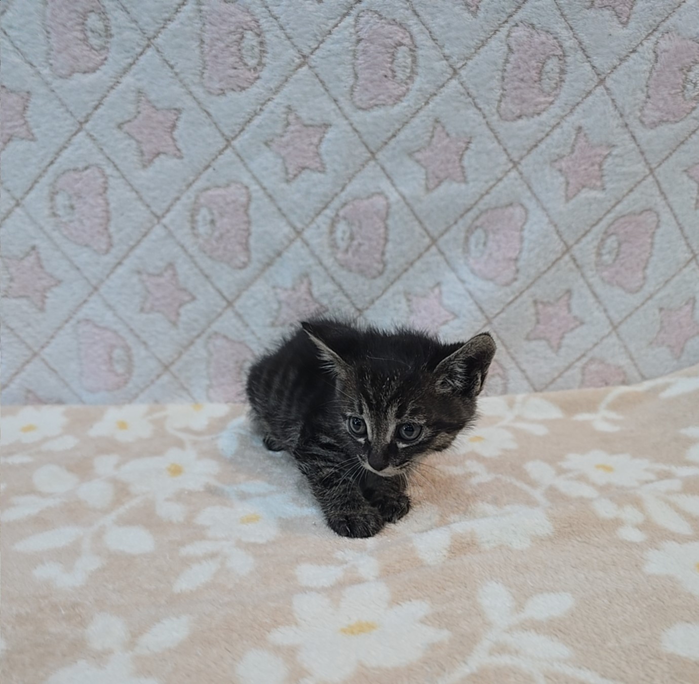 [고양이] 믹스묘 전북-군산-2025-00551 유기동물 배경 이미지 입니다.